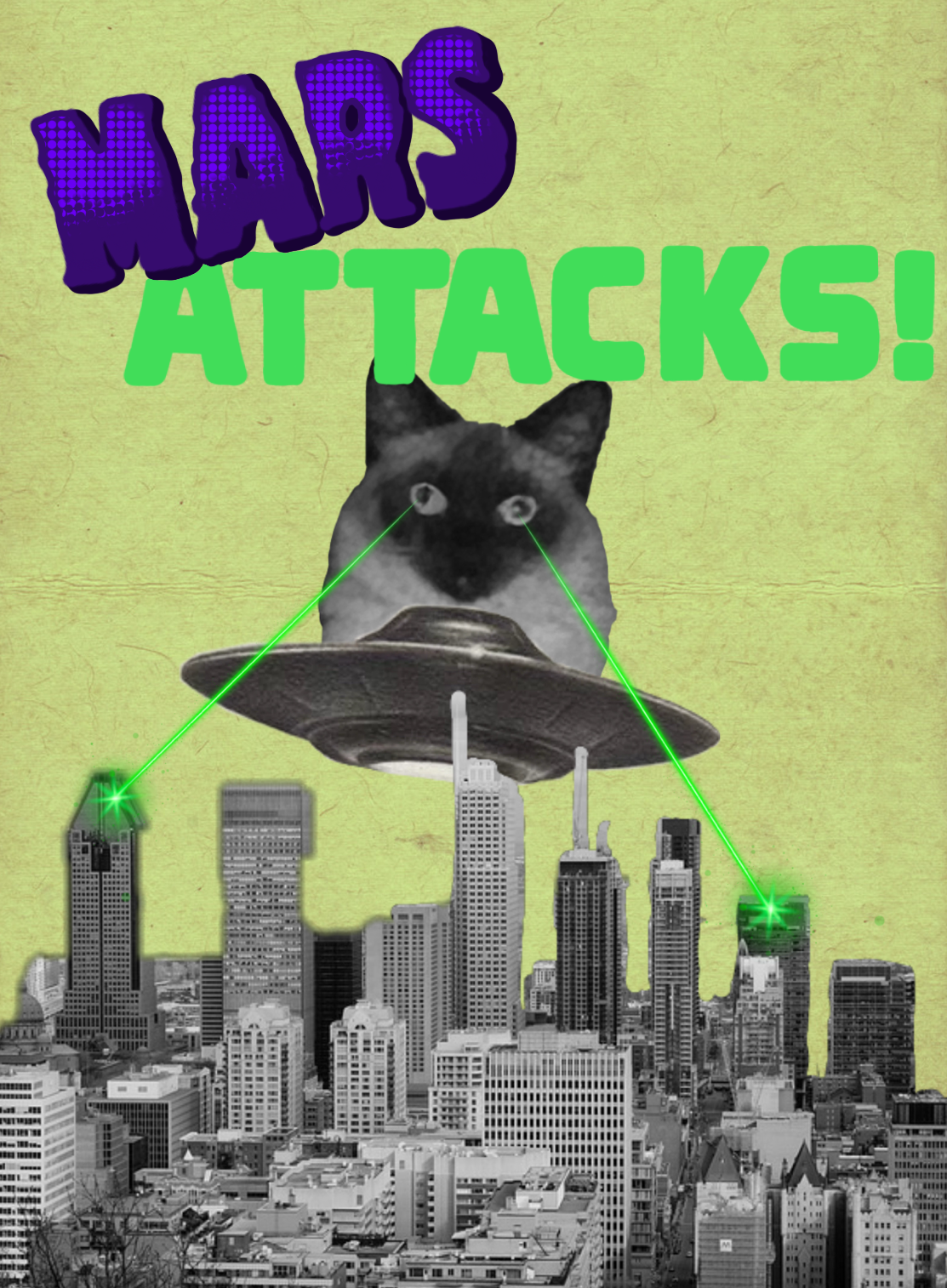 Mars the cat lasering new york city